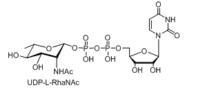 UDP-L-AltNAcUDP-L-PneNAcUDP-L-RhaNAc