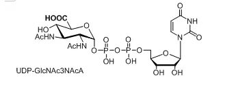UDP-GlcNAc3NAcAUDP-N-ǰ(UDP-GlcNAc)ӛN-ǰ