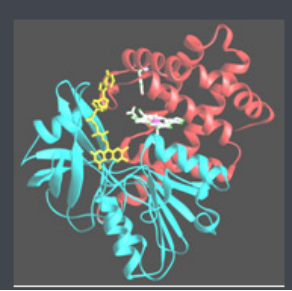 Ce6-Catalase ߲-^(gu)ø