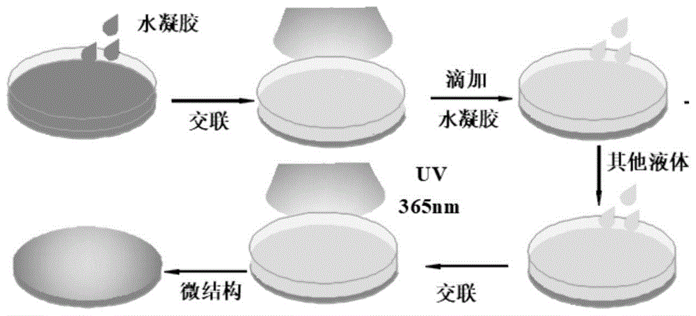 alginate-peg-glycyrrhetinic acidAlginate-PEG-GAc-Ҷ-ʲݴ