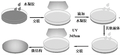 ʲݴ--Ӳ֬GA-COS-SAGlycyrrhetinic acid-Chitosan oligosaccharide-stearic acid