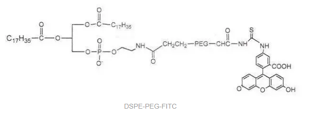 DSPE-PEG-FITC֬-Ҷ-ɹأF(xin)ITC-PEG2000-DSPEHˮԺˮԵ֬PEGܗ