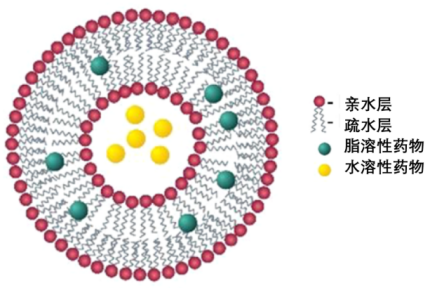 CY7(bio)ӛPEGx֬|(zh)w