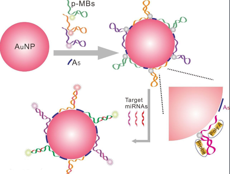 {׽DNA|(zh)