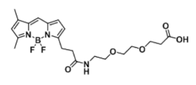 BODIPY FL-PEG2-COOHĻϢ