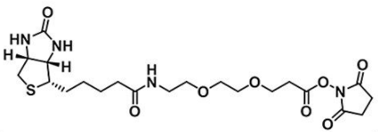 Biotin-PEG2-NHS ester596820-83-6ضҶ