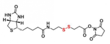 Biotin-SS-NHS--122266-55-1