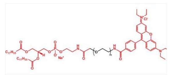 _Ҷ֬ Rhodamine-PEG-DSPE