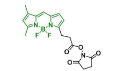 BDP FL NHS ester146616-66-2
