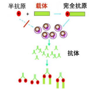 װٷN뿹ԭˎż(lin)dw(嵰OVAţѪ嵰BSAѪ׵HSA)ƺϳ