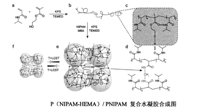 P(NIPAM-HEMA)/PNIPAMW(wng)j(lu)(f)ˮzϳɈDc PNIPAMz^(yu)ȱc(din)