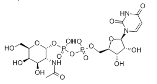 UDP|UDP-GALNACcas:7277-98-7UDP-Ƕc}UDP-GalNAc