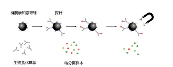 ùHFԼ{w Streptavidin modified Fe3O4 Magnetic Nanoparticles