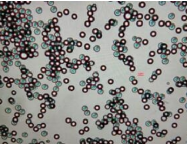 ׺;ۺ{׽w--Gold NanoparticlesBӮa(chn)Ʒ
